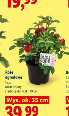 Róże ogrodowe promocja w Lidl