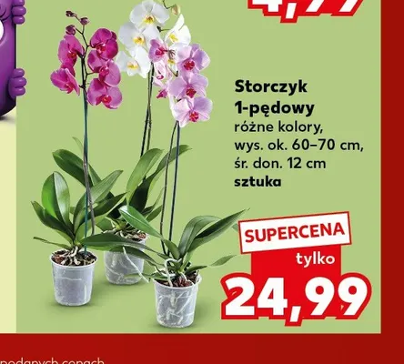 Storczyk 1-pędowy promocja w Kaufland