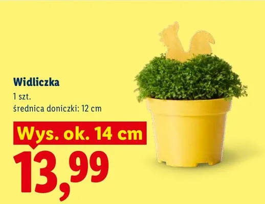 Widliczka Lidl promocja w Lidl