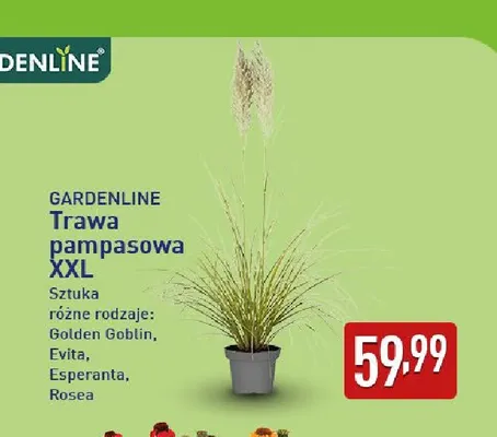 Trawa pampasowa Xxl Gardenline Esperanta promocja w Aldi