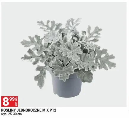 Rośliny jednoroczne mix promocja w Merkury Market