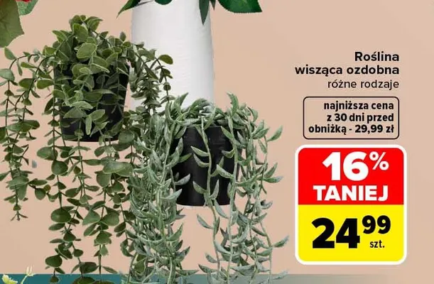 Roślina wisząca ozdobna promocja w Carrefour