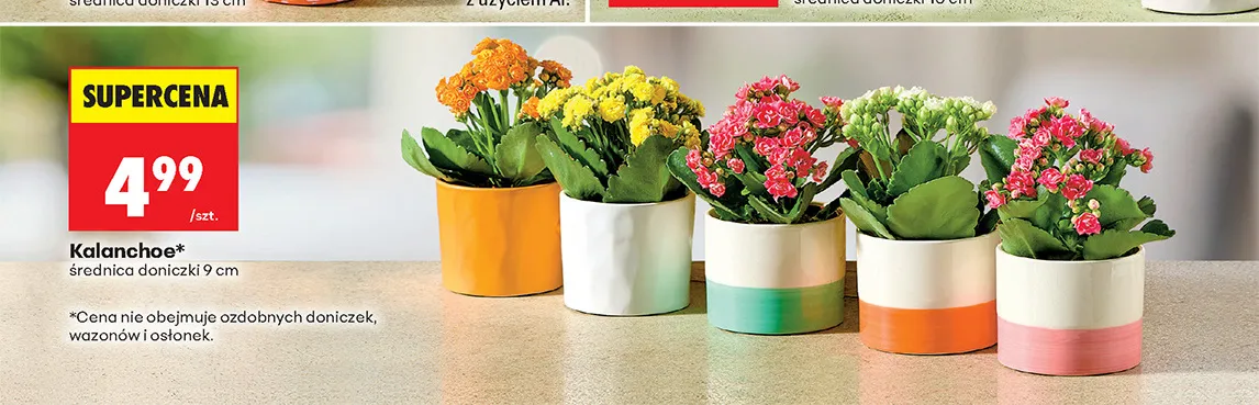 Kalanchoe promocja w Biedronka