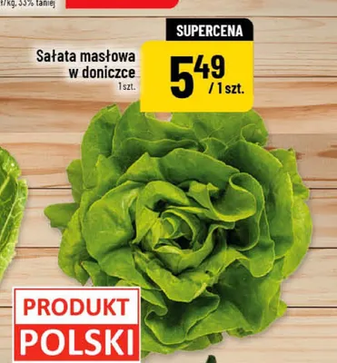 Sałata masłowa w doniczce promocja w POLOmarket