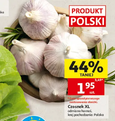 Czosnek XL odmiana Harnaś promocja w Auchan