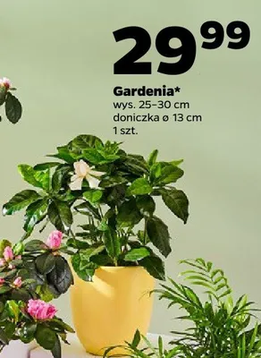 Gardenia promocja w Netto