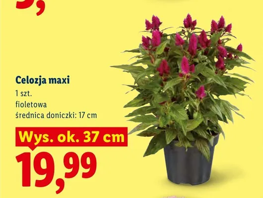Celozja maxi promocja w Lidl