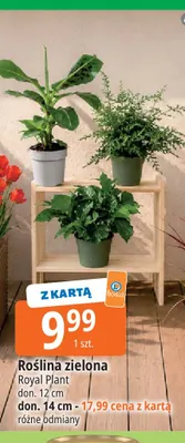 Roślina zielona Royal Plant doniczka 12 cm promocja w Leclerc