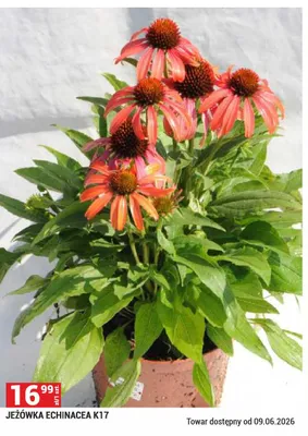 Jeżówka Echinacea K17 promocja w Merkury Market