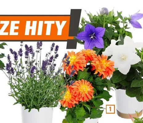 Rośliny kwitnące Dalia maxi promocja w OBI