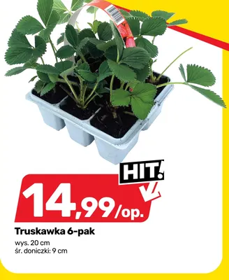 Truskawka 6-pak wys. 20cm śr. doniczki 9cm promocja w Bricomarche
