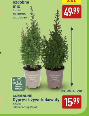 Cyprysik żywotnikowaty Top Point Gardenline promocja w Aldi