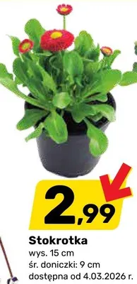 Stokrotka wys. 15 cm promocja w Bricomarche