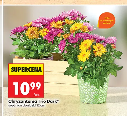 Chryzantema Trio Dark promocja w Biedronka