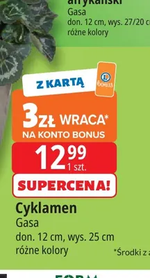 Cyklamen Gasa don. 12 cm wys. 25 promocja w Leclerc