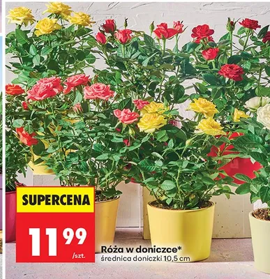 Od czwartku, strona 91 promocja w Biedronka