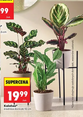 Kalatea średnica doniczki 12 cm promocja w Biedronka