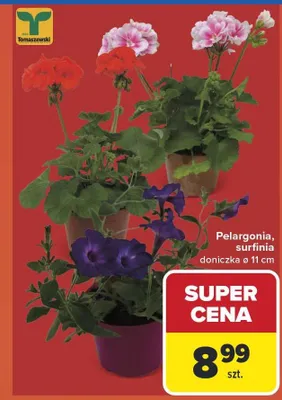 Pelargonia surfinia doniczka ø11cm Tomaszewski promocja w Carrefour