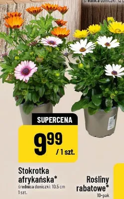 Stokrotka afrykańska promocja w POLOmarket