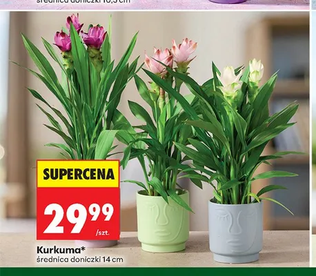 Kurkuma promocja w Biedronka