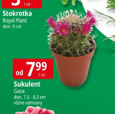 Stokrotka promocja w Leclerc