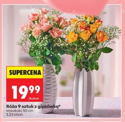 Róża z gipsówką wysokość 50cm promocja w Biedronka