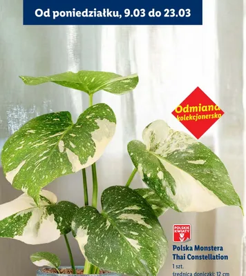 Polska Monstera Thai Constellation promocja w Lidl