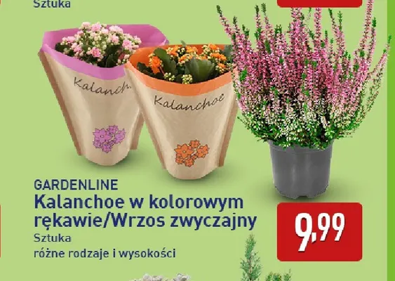Kalanchoe w kolorowym rękawie Gardenline promocja w Aldi
