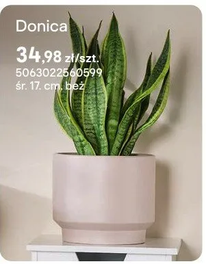 Roślina doniczkowa promocja w Castorama