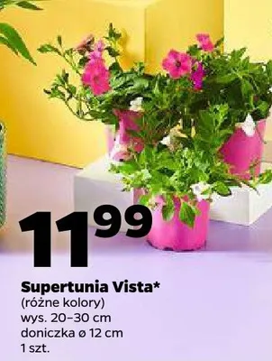 Supertunia Vista promocja w Netto