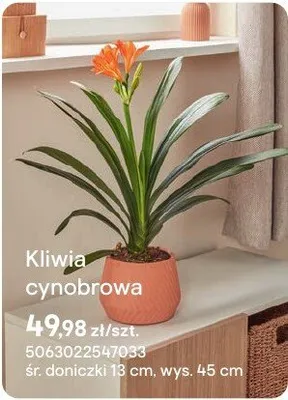 Kliwia cynobrowa promocja w Castorama