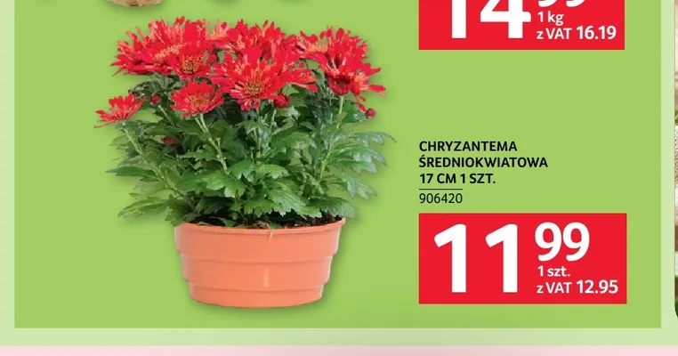 Chryzantema średniokwiatowa 17 cm promocja w Selgros