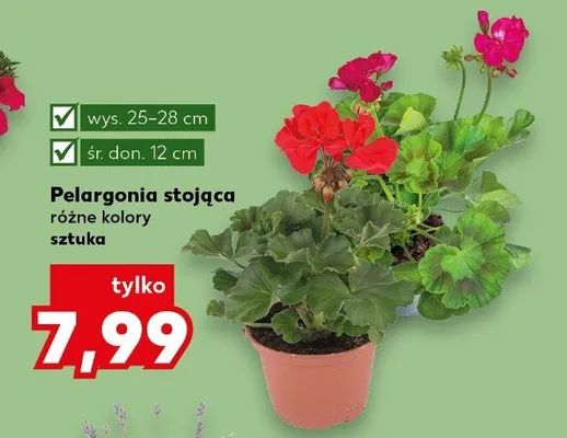 Pelargonia stojąca różne kolory promocja w Kaufland