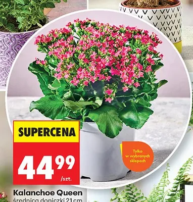 Kalanchoe Queen średnica doniczki 21 cm promocja w Biedronka