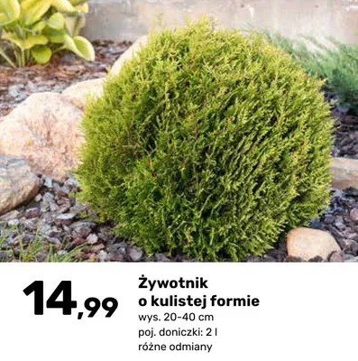 Żywotnik o kulistej formie promocja w Bricomarche