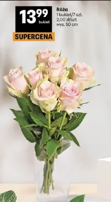 Róża promocja w Delikatesy Centrum