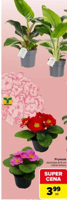 Prymula doniczka różne kolory promocja w Carrefour