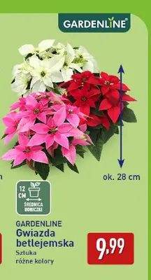 Gwiazda betlejemska Gardenline promocja w Aldi