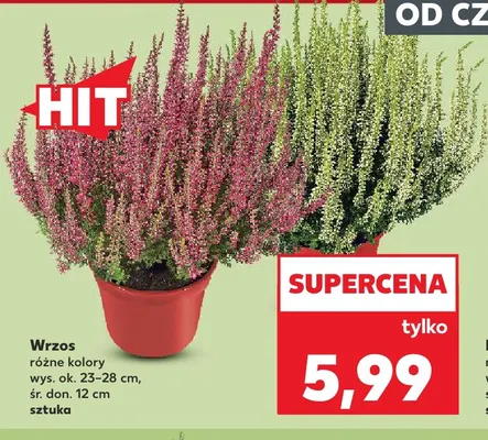 Wrzos promocja w Kaufland