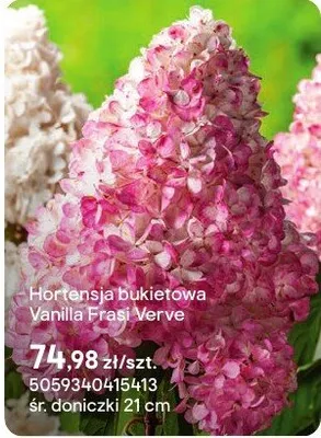 Hortensja bukietowa Vanilla Frasi Verve promocja w Castorama