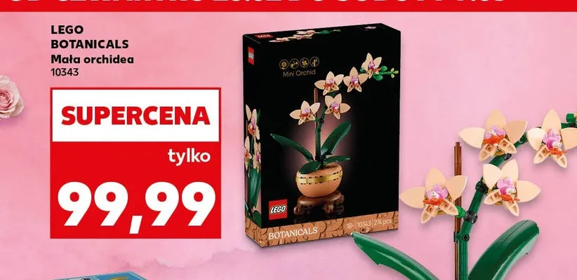 BOTANICALS Mała orchidea 10343 promocja w Kaufland