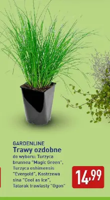 Trawa ozdobna Turzyca oshimensis Evergold Gardenline promocja w Aldi