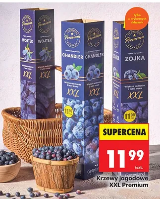 Krzewy jagodowe Wojtek XXL promocja w Biedronka