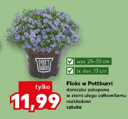 Floks doniczka zakopana w ziemi ulego całkowitemu rozkładowi promocja w Kaufland