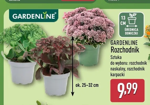 Rozchodnik Gardenline promocja w Aldi
