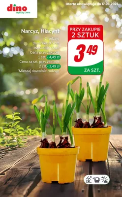 Hiacynt w doniczce, 5 cm promocja w Dino