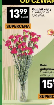 Goździk cięty promocja w Delikatesy Centrum