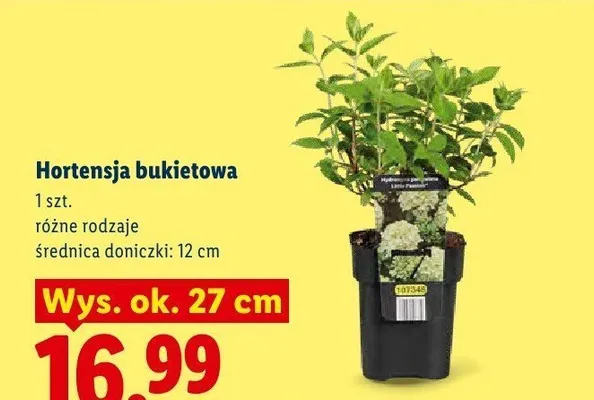 Hortensja bukietowa promocja w Lidl