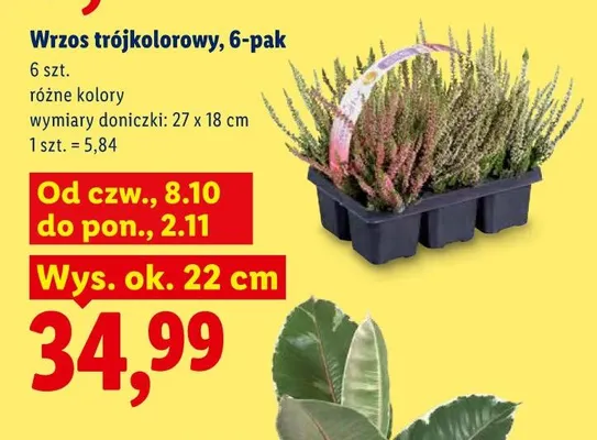 Wrzos trójkolorowy 6-pak promocja w Lidl