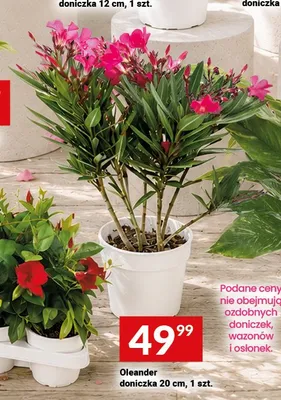 Oleander doniczka 20cm promocja w Twój Market